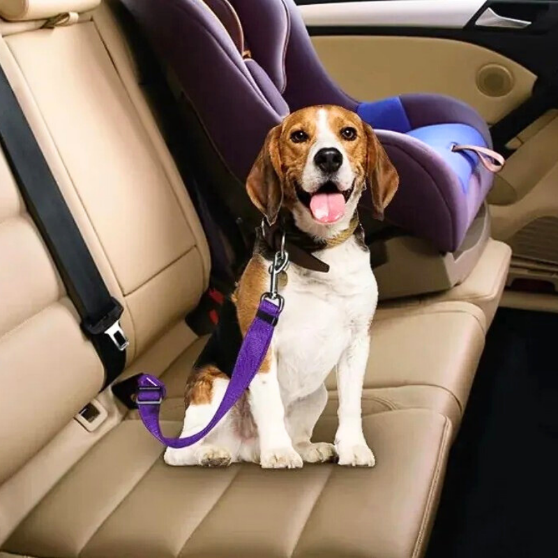 PawsitiveHabits™ Every Day Bundle